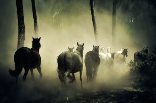 Image herd of horses on grass field