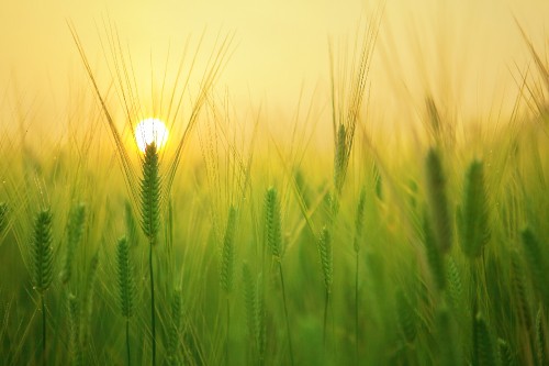 Image green wheat field during daytime