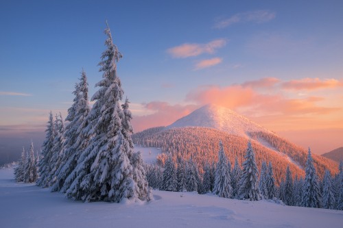 Image snow covered pine trees and mountains during daytime