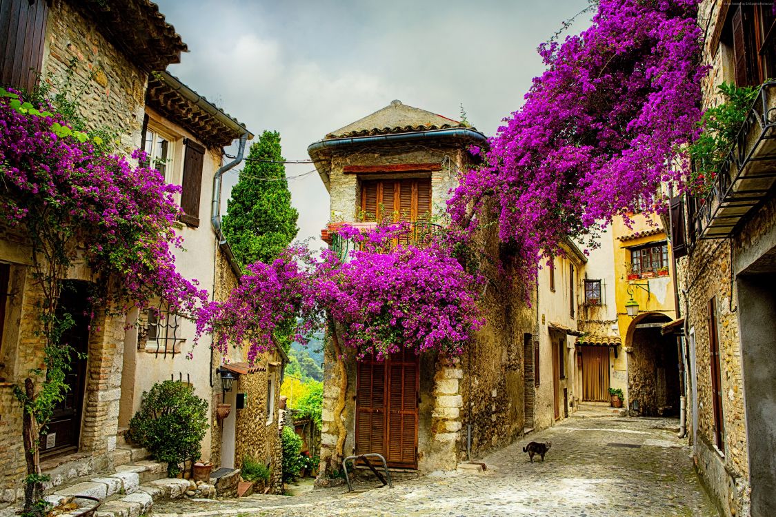 purple flowers on brown concrete building