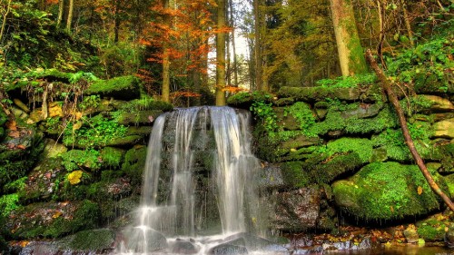 Image waterfalls in forest during daytime