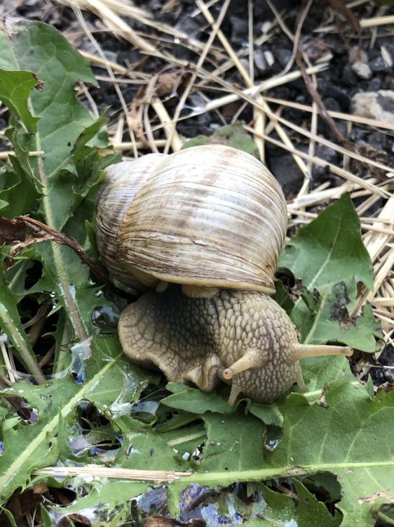 Escargot, Escargots, Pour Les Animaux Terrestres, Sciences, Biologie. Wallpaper in 1536x2048 Resolution
