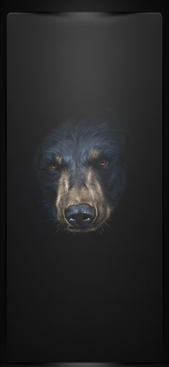 Hund, Carnivore, Hunderasse, Backenbart, Begleithund. Wallpaper in 1080x2340 Resolution