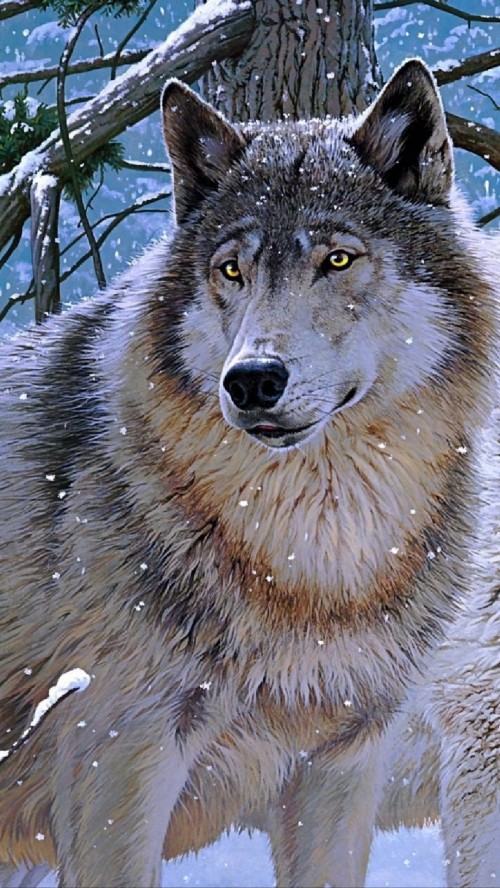 Image wolf, Jigsaw puzzle, head, great dane, eye