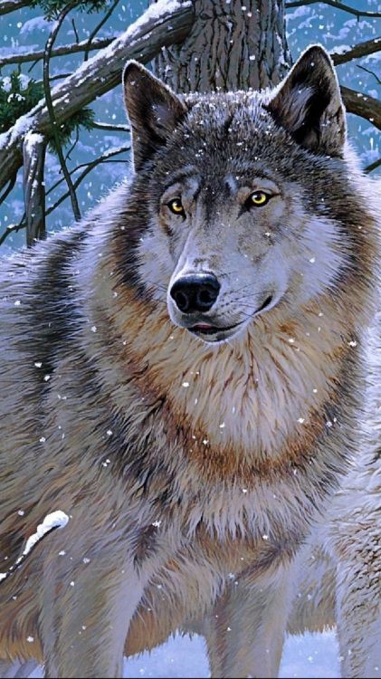 wolf, Jigsaw puzzle, head, great dane, eye