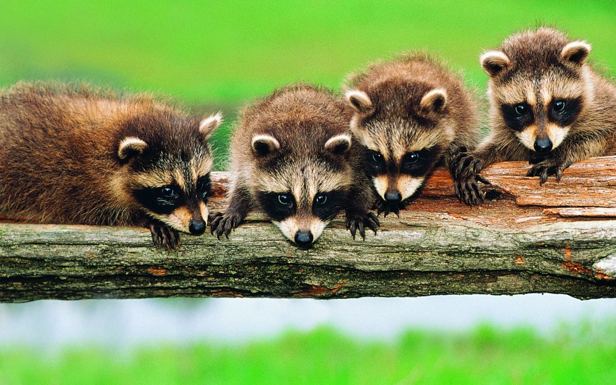 brown and white animal on brown wooden log