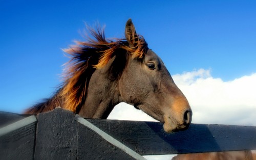 Image brown horse standing on gray wooden fence during daytime