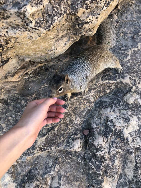 Wissenschaft, Biologie, Anpassung, Terrestrische Tier, Fell. Wallpaper in 1536x2048 Resolution