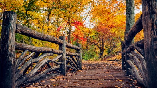 Image brown wooden bridge in between yellow and red trees
