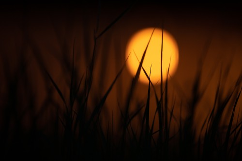 Image silhouette of grass during sunset