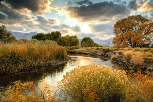 Image green trees beside river under cloudy sky during daytime