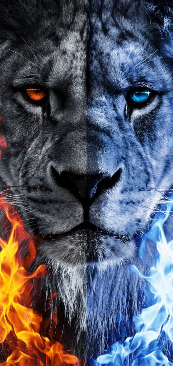 Lion, Portrait, Dessin, Arts Visuels, Graphisme. Wallpaper in 1080x2280 Resolution