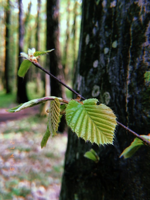 Image leaf, biome, plant stem, twig, vegetation