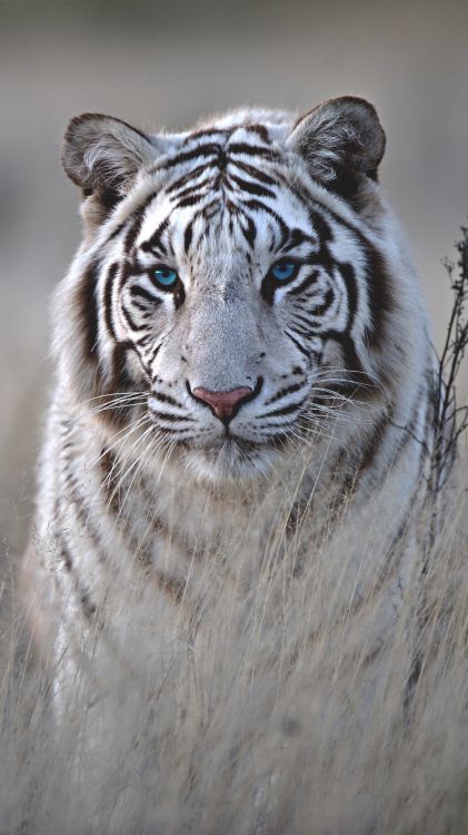 Fondo de Tigre Blanco, Tigre, Tigre Blanco, Leopard, Black Tiger. Wallpaper in 1080x1920 Resolution