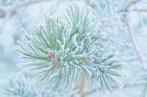 Image green plant with water droplets