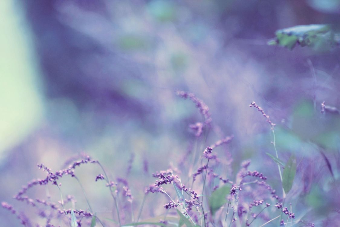Lavande, Nature, Purple, Green, Violette. Wallpaper in 3888x2592 Resolution