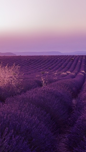 Image purple flower field during daytime