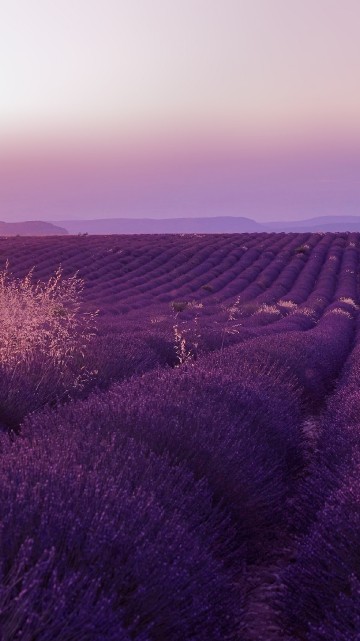 Image purple flower field during daytime
