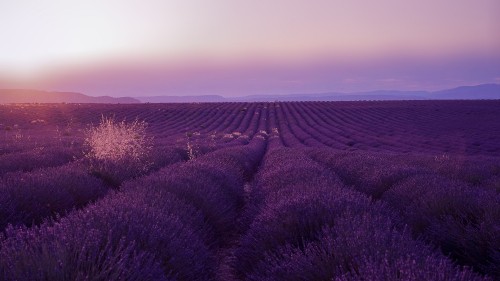 Image purple flower field during daytime