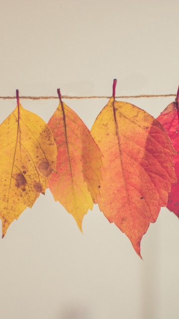 Image autumn creative, autumn, plant, leaf, orange