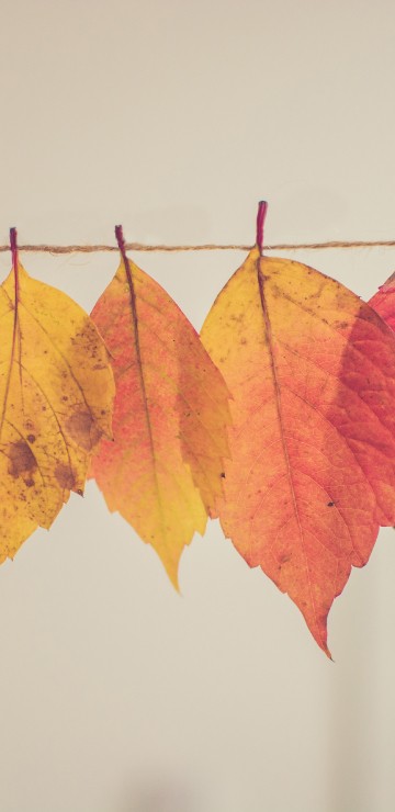 Image autumn creative, autumn, plant, leaf, orange