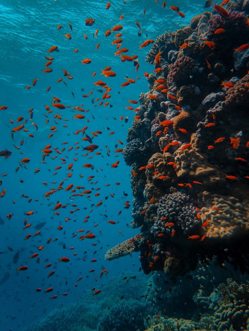 Image school of fish in body of water