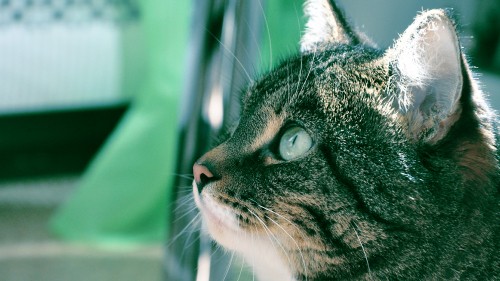 Image brown tabby cat in close up photography