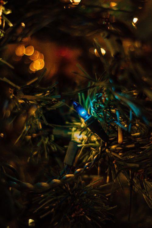 darkness, bokeh, light, tree, night