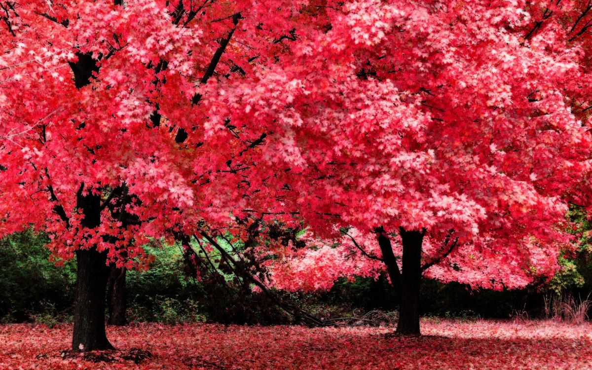 Arbres à Feuilles Rouges Sur Terrain D'herbe Brune Pendant la Journée. Wallpaper in 2560x1600 Resolution