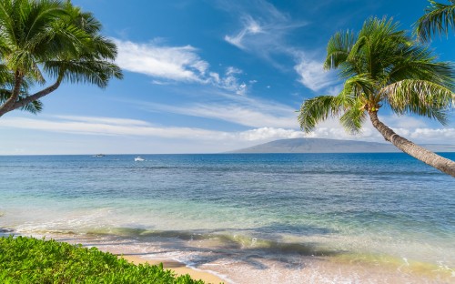 Image green palm tree near sea under blue sky during daytime