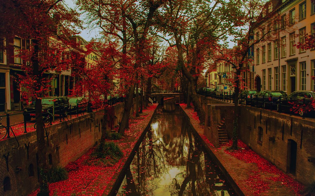 Feuilles Rouges Près du Plan D'eau Pendant la Journée. Wallpaper in 2880x1800 Resolution