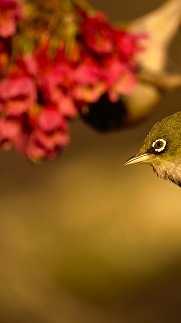 Image flora, birds, bird, flower, pollinator