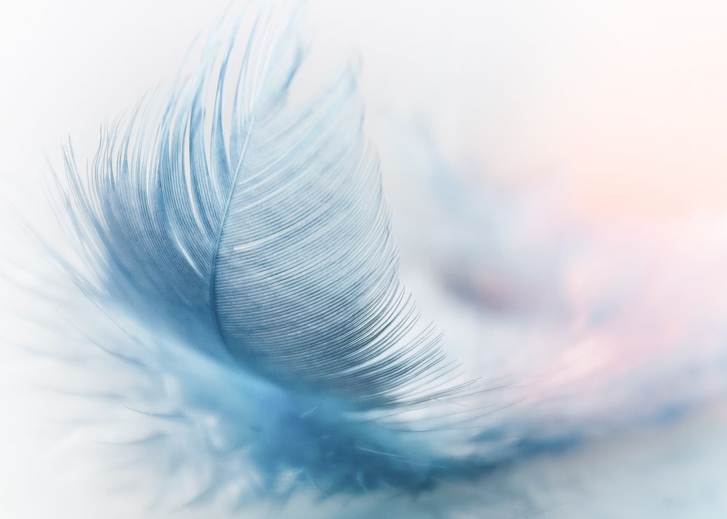 Pluma Blanca en Fotografía de Cerca. Wallpaper in 2051x1465 Resolution