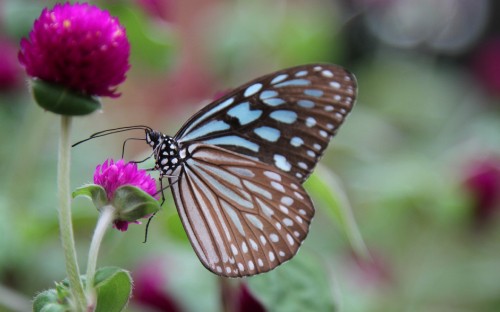 Image brown and black butterfly perched on purple flower in close up photography during daytime