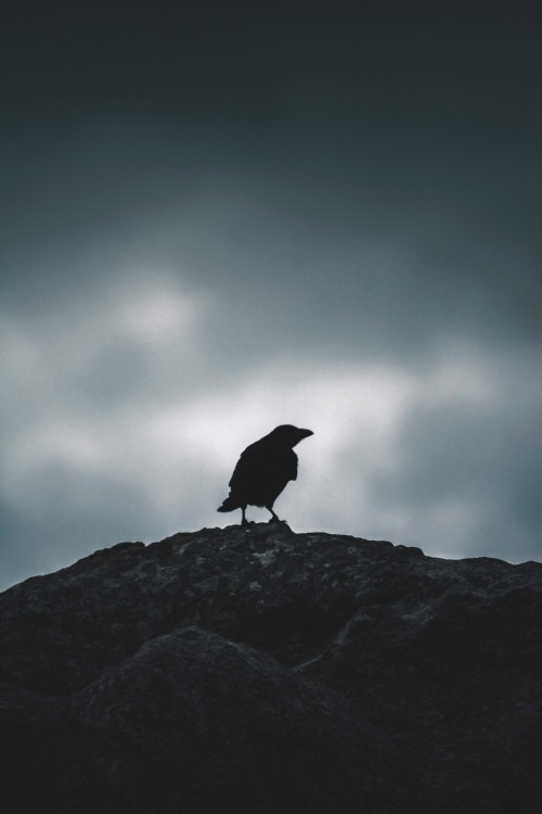 Image black bird on gray rock