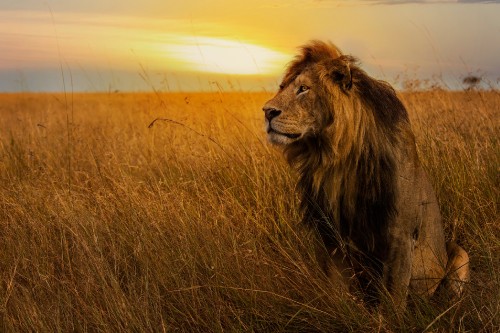 Image lion on brown grass field during sunset