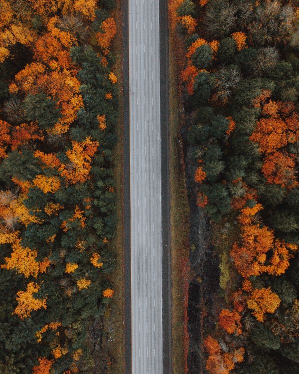 Arbres Jaunes et Bruns Pendant la Journée. Wallpaper in 2912x3640 Resolution