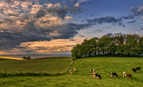 Image white and black cow on green grass field during daytime