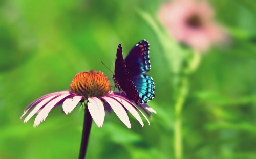 Image black and blue butterfly on white flower