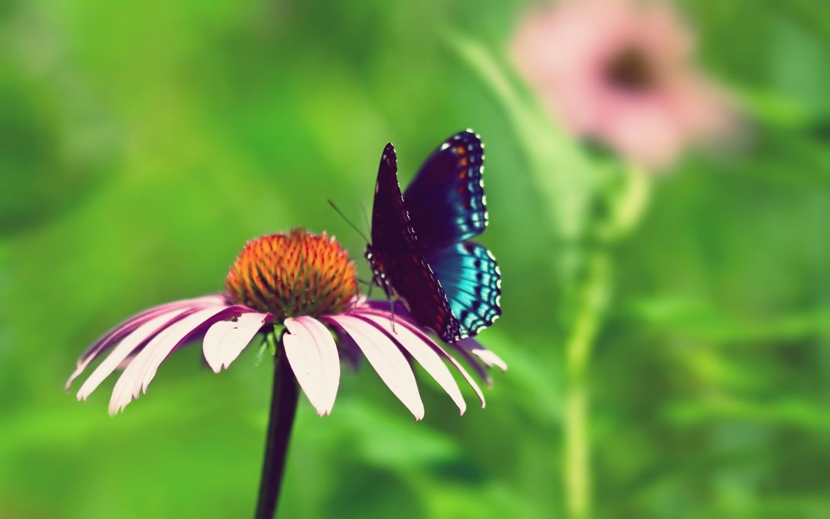 black and blue butterfly on white flower