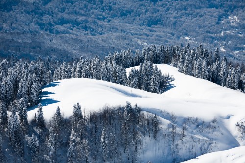 Image snow covered trees and mountain during daytime