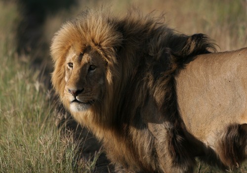 Image lion lying on green grass during daytime