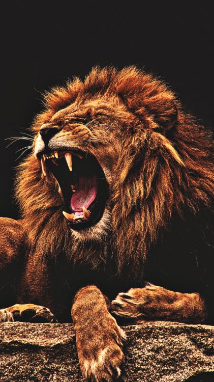 Lion, Noir, Affiche, Fresque, White. Wallpaper in 3240x5760 Resolution