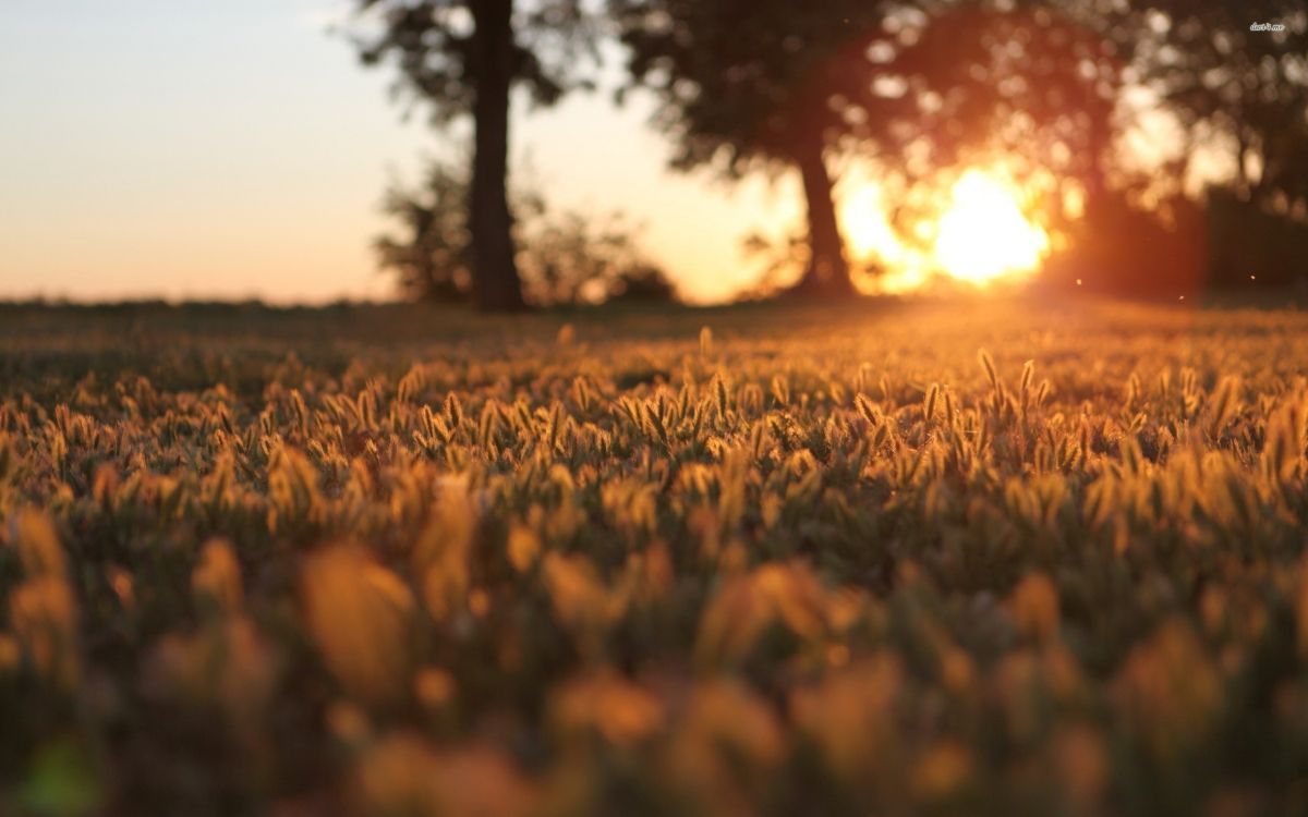 brown grass field during sunset