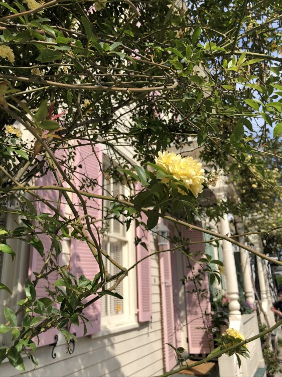 la Floración de la Planta, Familia de Las Rosas, Floristry, Sucursal, Pétalo. Wallpaper in 1536x2048 Resolution