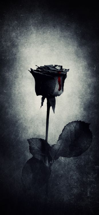 Noir Rose, Roses, Noir, Goth Sous-culture, Atmosphère. Wallpaper in 1080x2340 Resolution