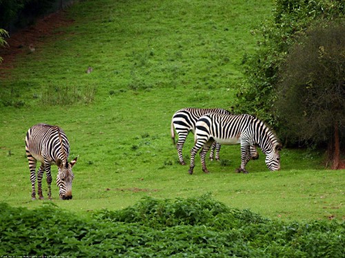 Image zebra eating grass on green grass field during daytime