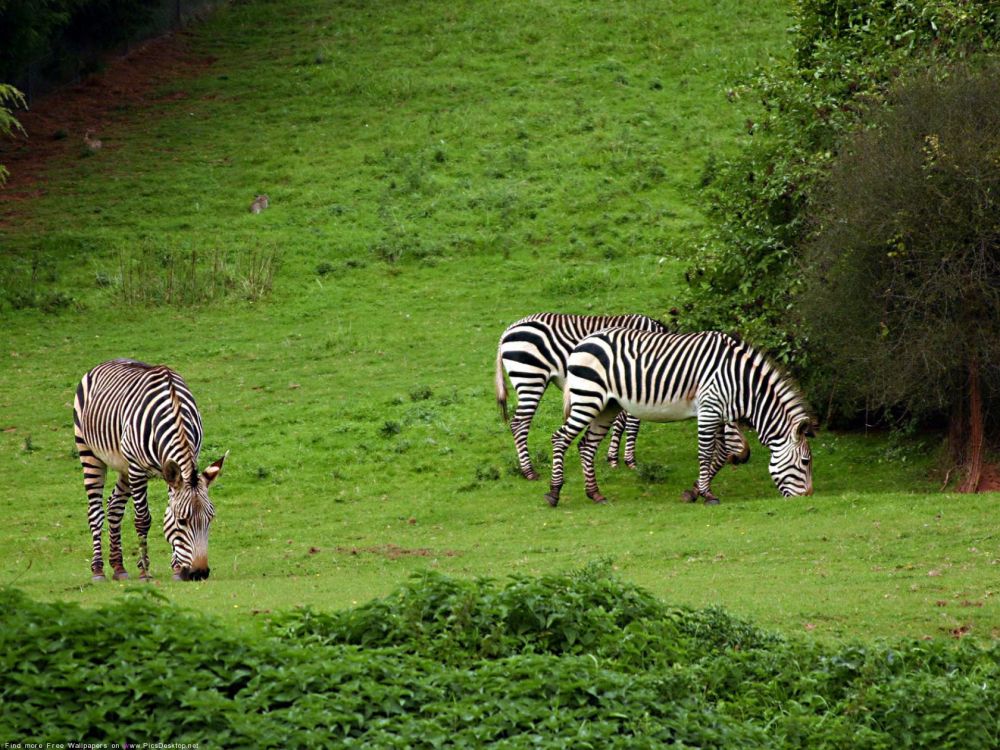 Zebra Mange de L'herbe Sur un Terrain D'herbe Verte Pendant la Journée. Wallpaper in 1920x1440 Resolution