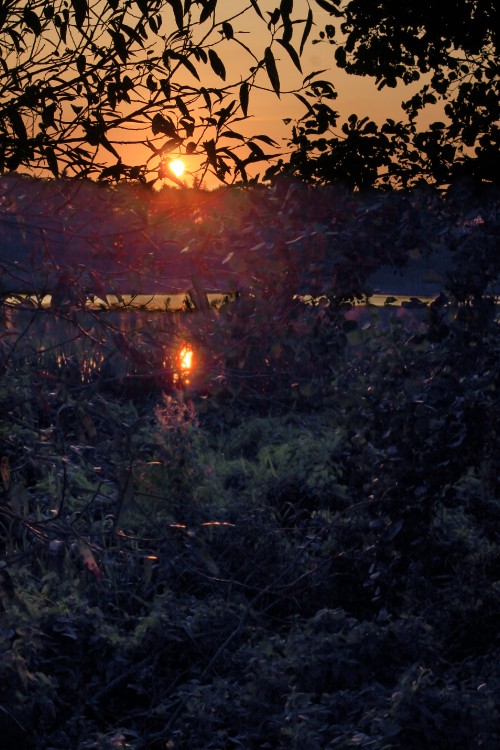 Image nature, sunset, water, tree, light