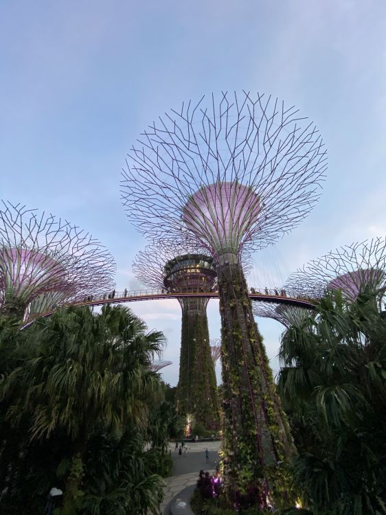 Singapur, Parque de la Ciudad Marina, Palmera, Atracción Turística, Jardin. Wallpaper in 1536x2048 Resolution